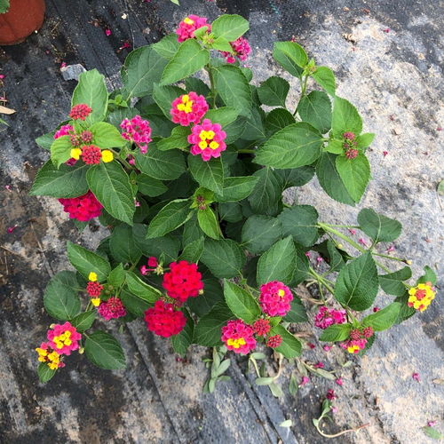 五色梅馬櫻丹五色繡球花苗帶花苞陽臺(tái)花卉盆栽四季開花好養(yǎng)耐熱