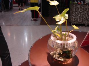 供應160花卉魚缸價格_供應160花卉魚缸廠家_世界工廠網(wǎng)產品信息庫