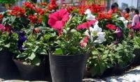 花卉專用營養缽13*12出廠價0、022[供應]_園藝用具_世界工廠網中國產品信息庫