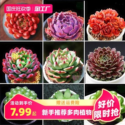 當(dāng)前網(wǎng)購(gòu)流行產(chǎn)品