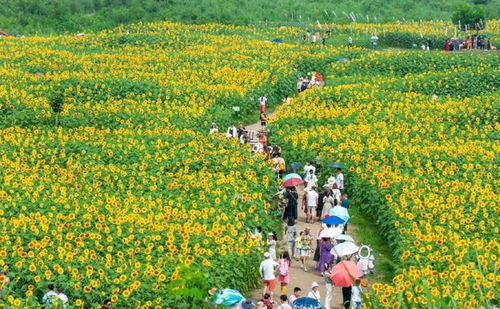 成都將打造1000個(gè)精品賞花場景,支持溫江這樣發(fā)展
