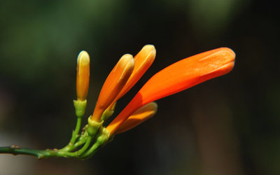 炮仗花植物花卉壁紙高清大圖預(yù)覽1920×1200_植物壁紙下載
