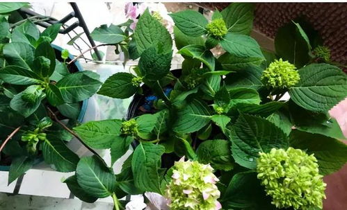 養(yǎng)花癡迷癥 人的生活狀態(tài) 網(wǎng)友 太真實(shí)了
